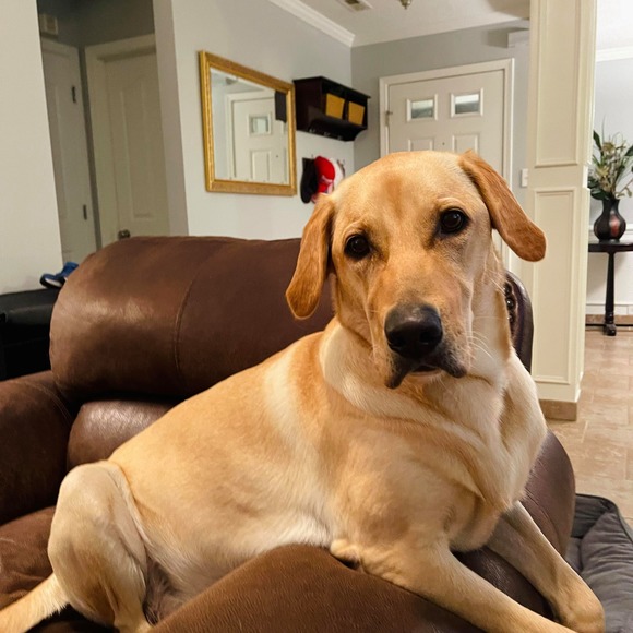 Meet your Posher, Joy - Picture 1 of 1